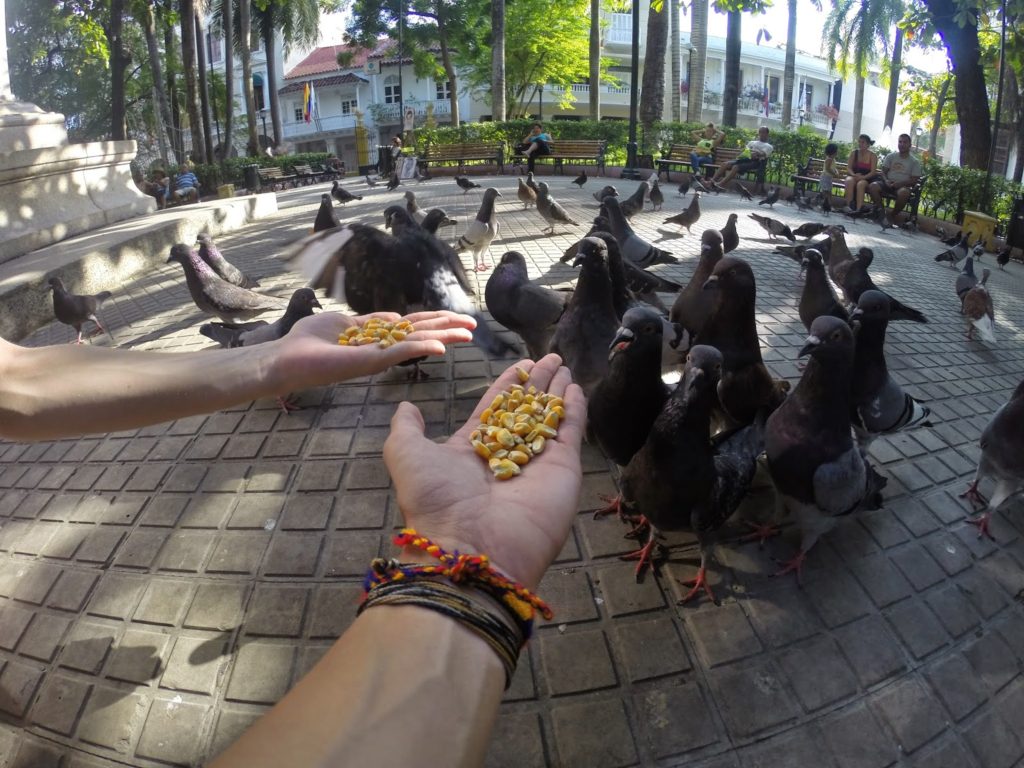 Alimentando pombos em uma Plaza em Cartagena
