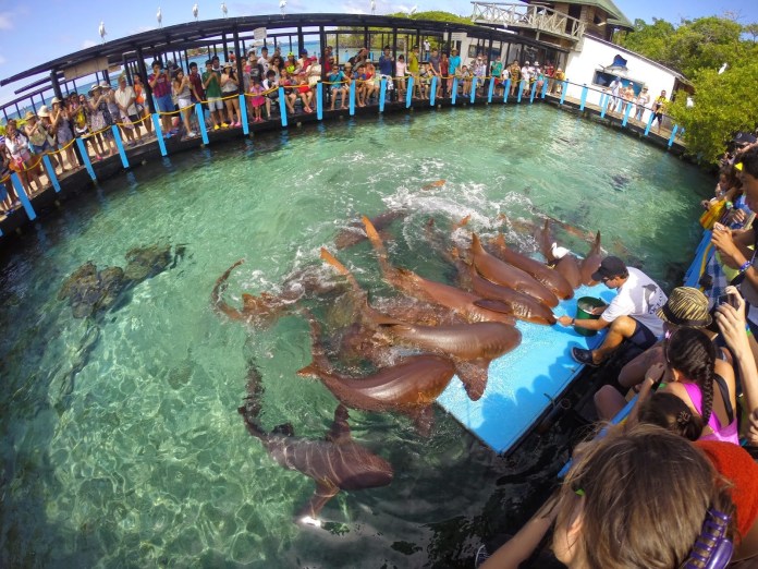 Foto dos tubarões no Oceanario Isla Rosario, Cartagena