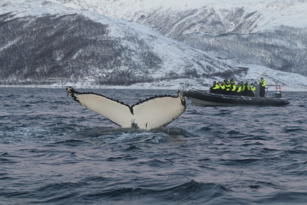Baleias em Tromso