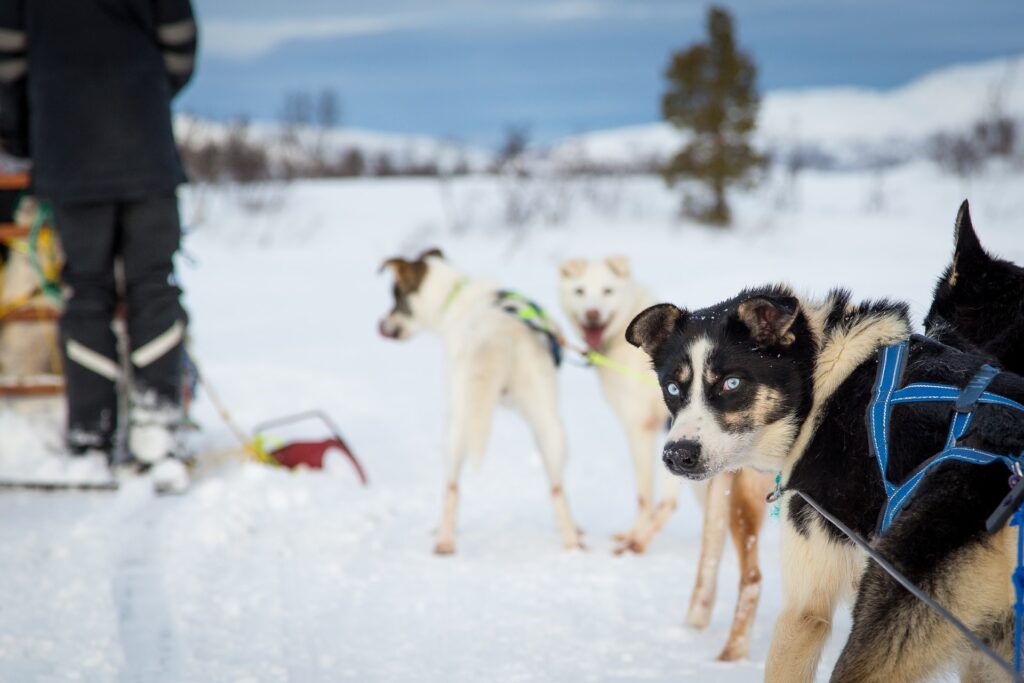 Dog Sled Tromso