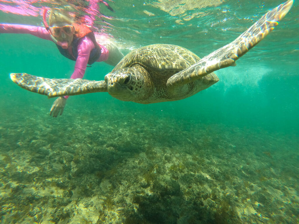 Mergulho com tartaruga na Praia do Sueste