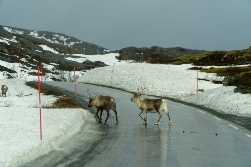 Renas em Tromso Noruega