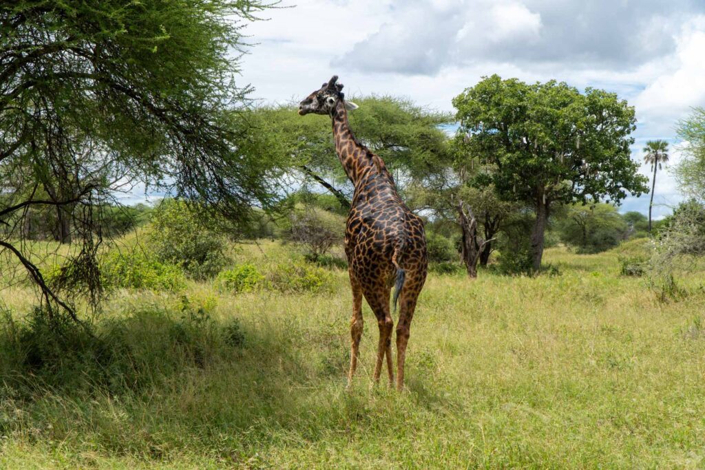 Girafa no Parque Tarangire durante Safári