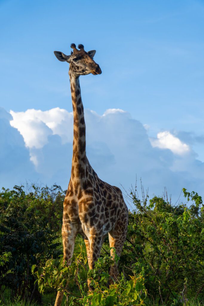 Girafa no Serengeti na Tânzaniaa