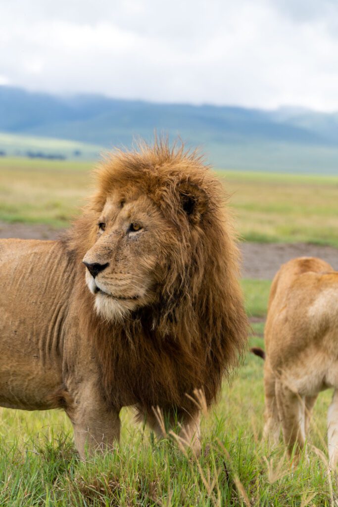 Leão no Safári de Ngorongoro
