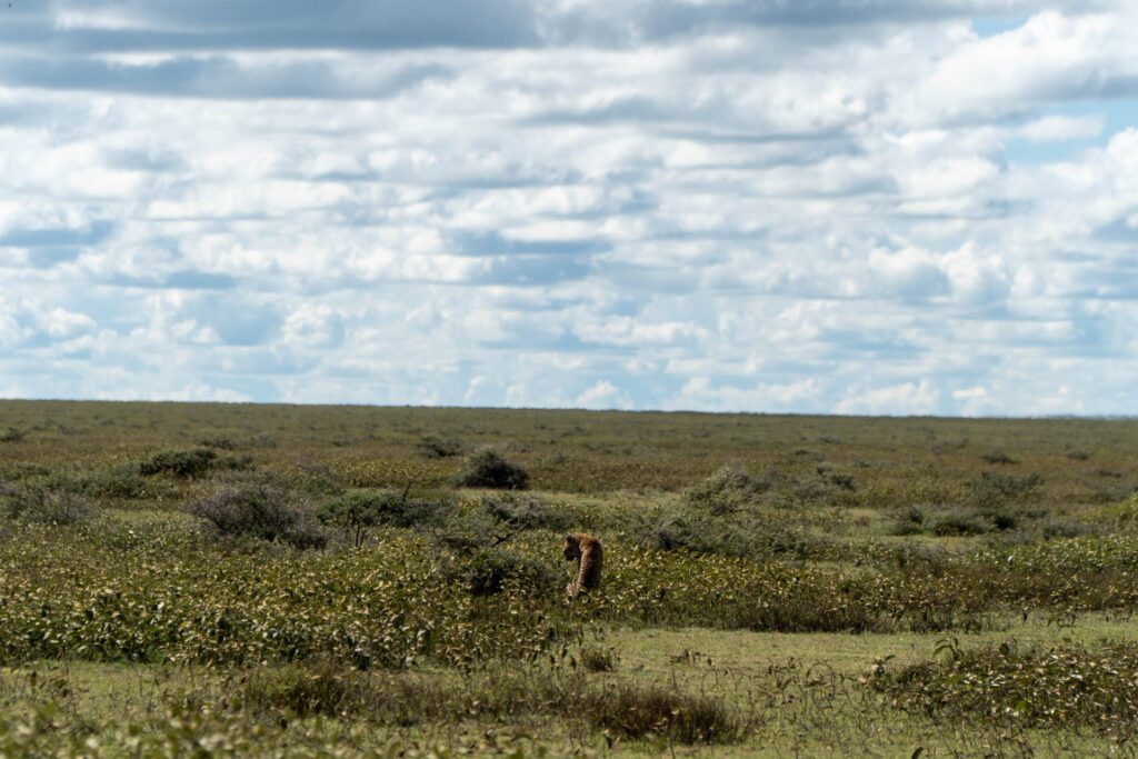 Leopardo durante Safári no Serengeti