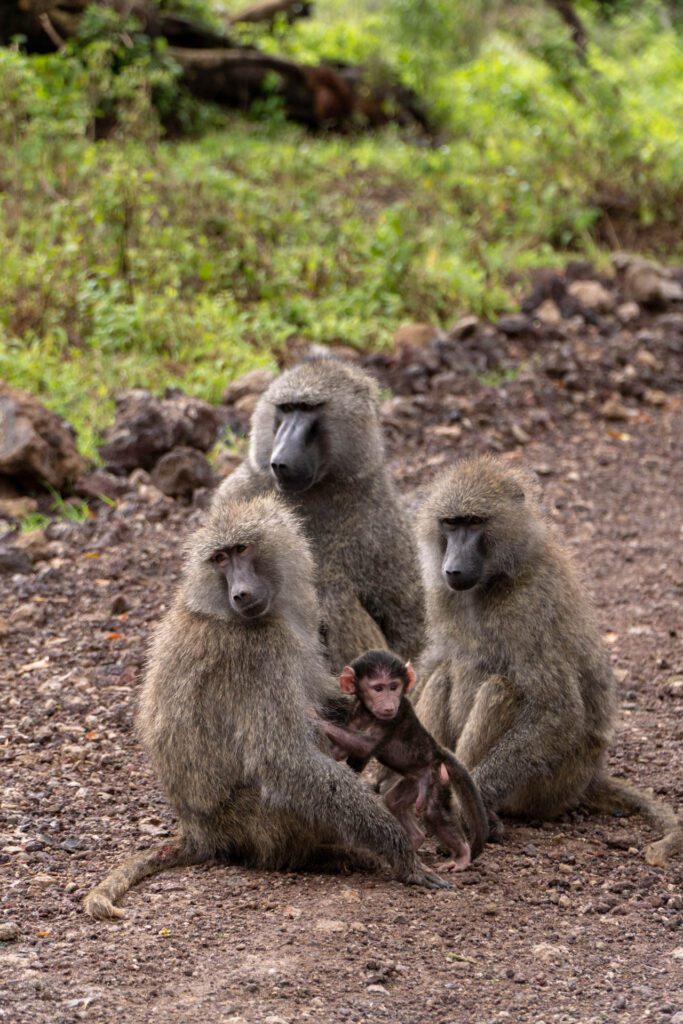 Macacos na Cratera de Ngorongoro durante safári