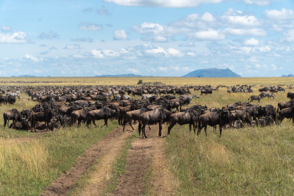 Migração de Gnus Serengeti