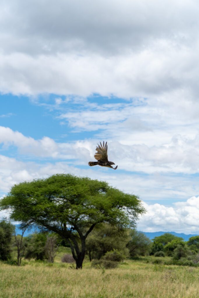 Eagle Tarangire Safári