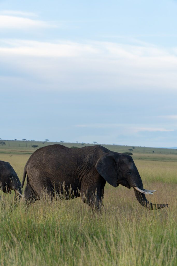 Safári no Parque Nacional do Serengeti