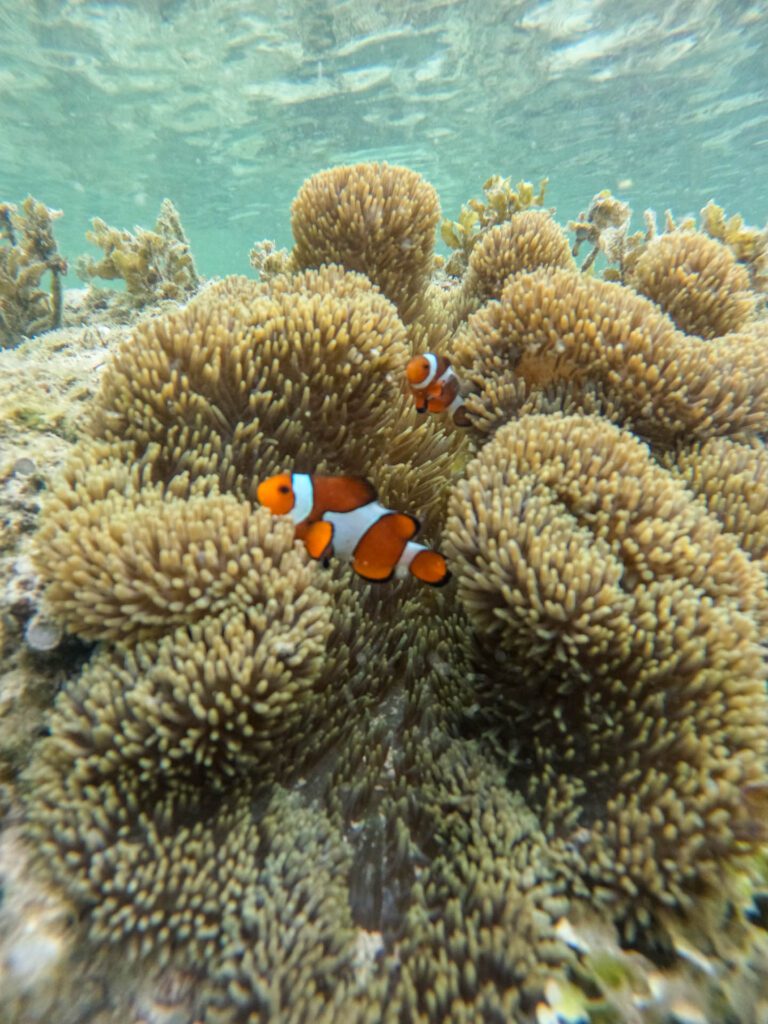 Nemo El Nido Filipinas