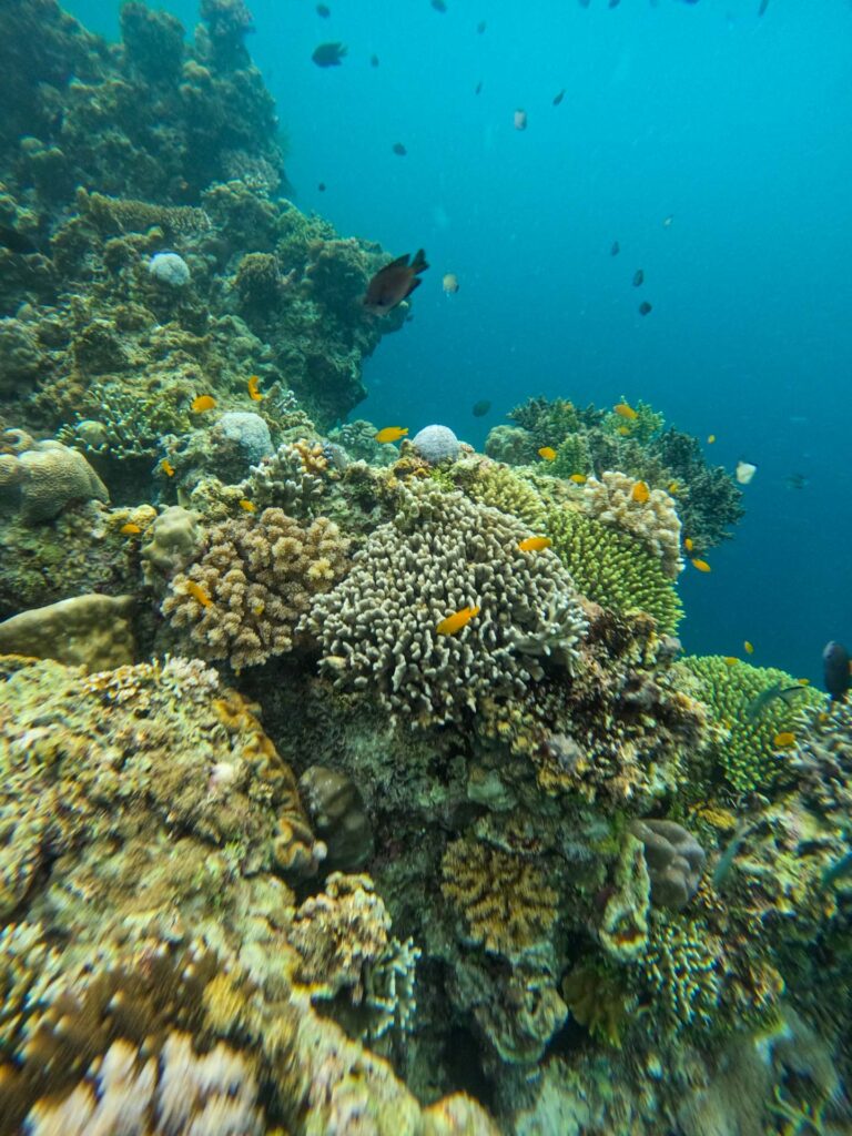 Nepaling Reef em Bohol nas Filipinas