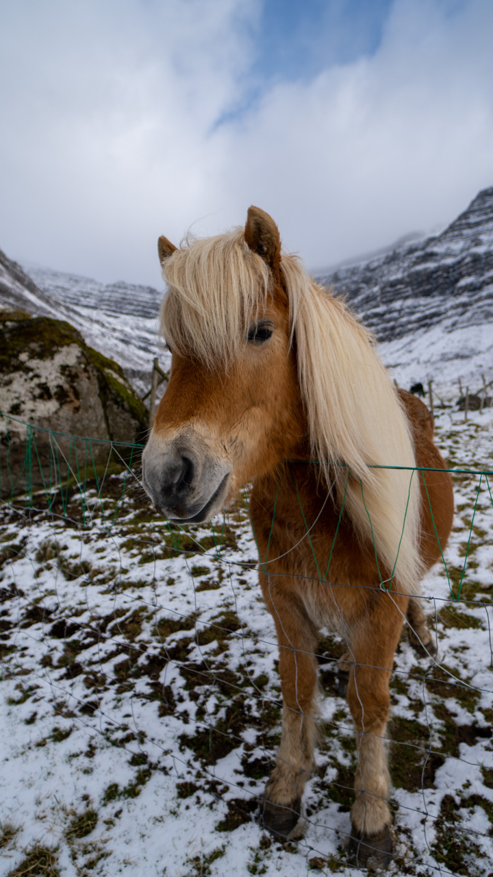 Especie de Cavalo nas Ilhas Faroe