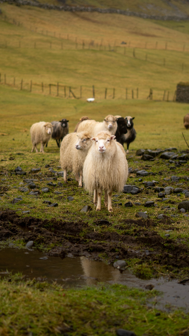 Ovelhas nas Ilhas Faroe