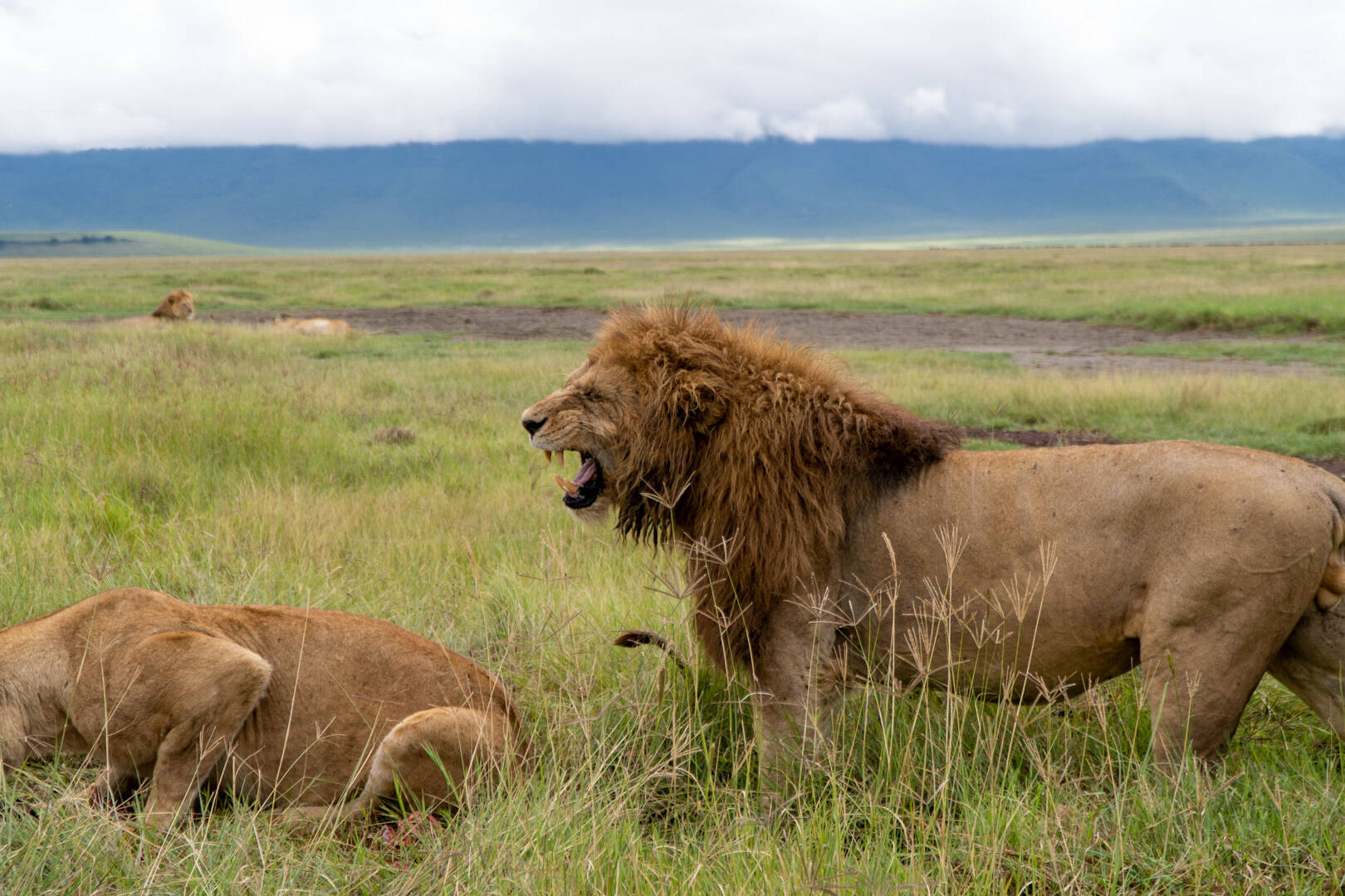Grupo Leões Cratera de Ngorongoro