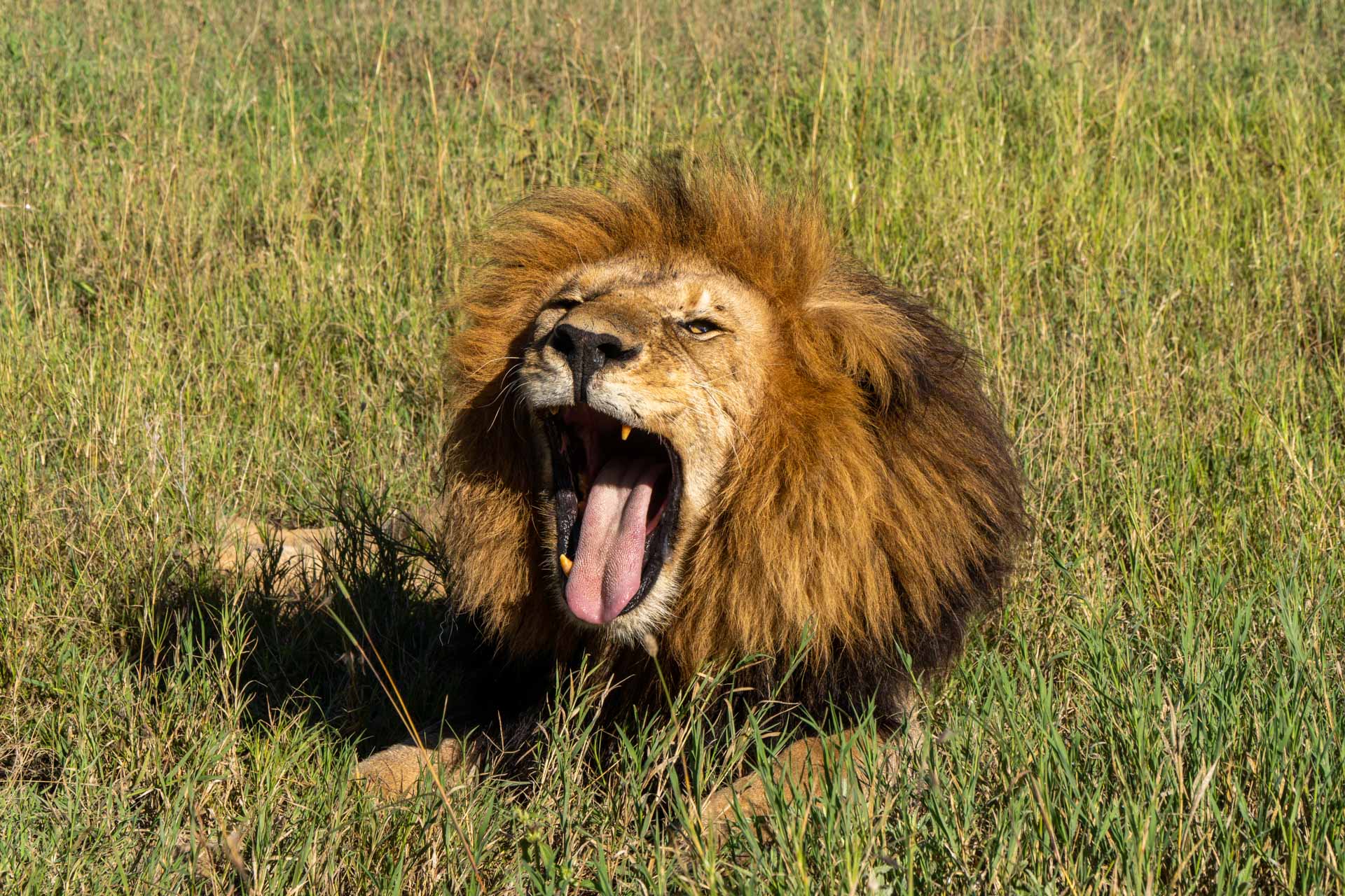 Leão no Safári no Serengeti