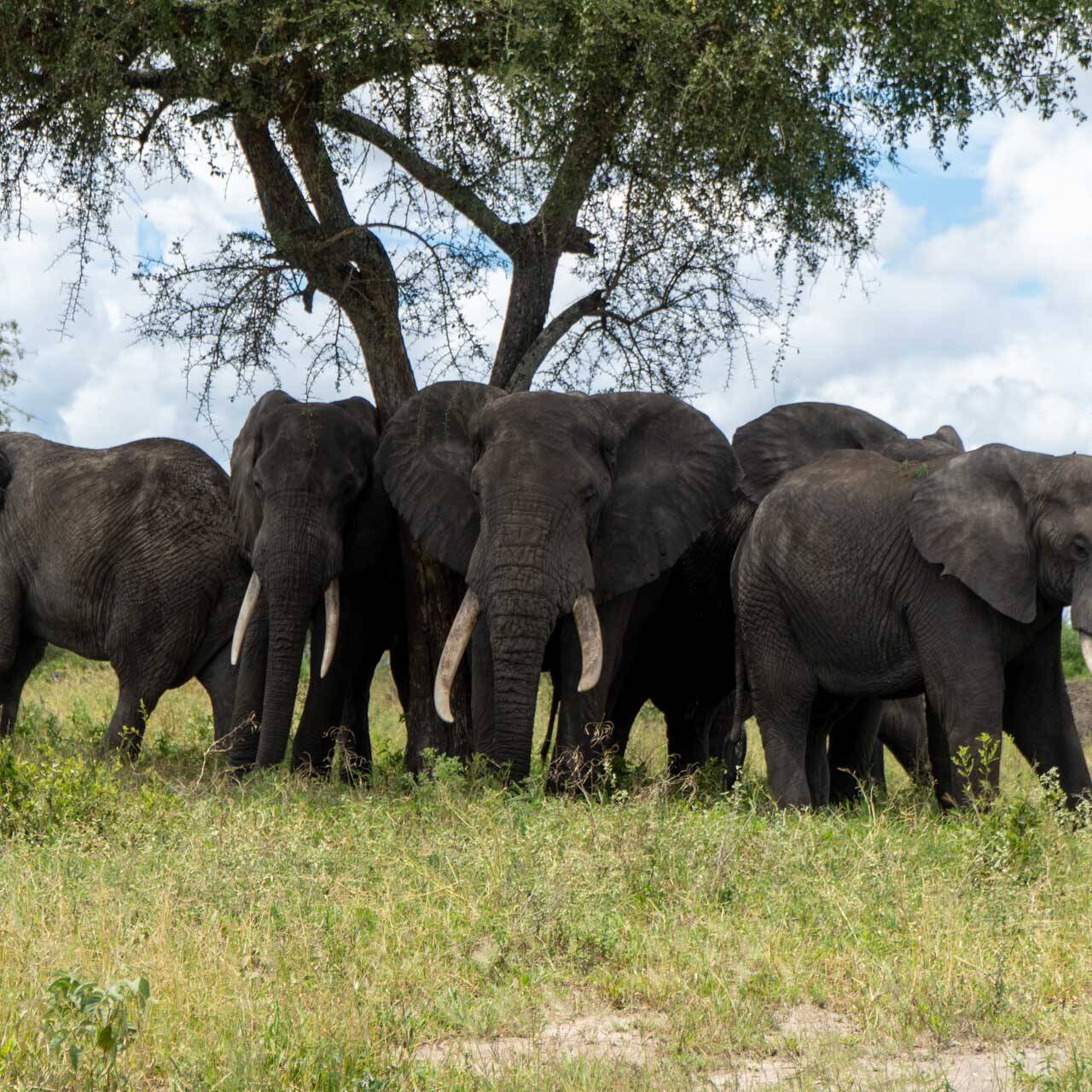 Manada de Elefantes Safári Tarangire