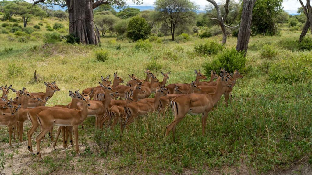 Grupo de Impalas Tarangire